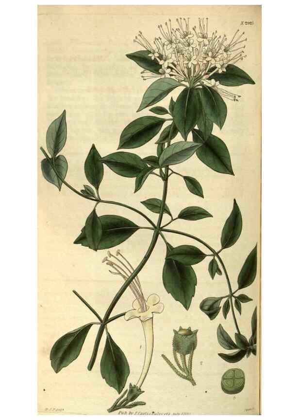Reproducción/Reproduction 34404453404: Curtis's botanical magazine.. London ; New York [etc.] :Academic Press [etc.]