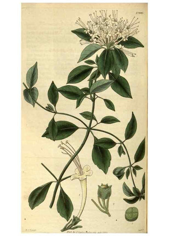 Reproducción/Reproduction 34404453404: Curtis's botanical magazine.. London ; New York [etc.] :Academic Press [etc.]