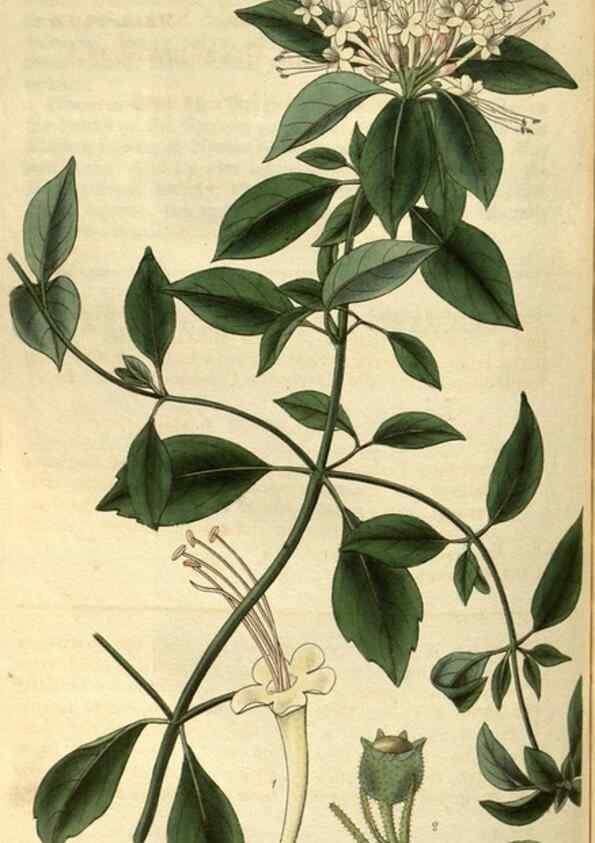 Reproducción/Reproduction 34404453404: Curtis's botanical magazine.. London ; New York [etc.] :Academic Press [etc.]