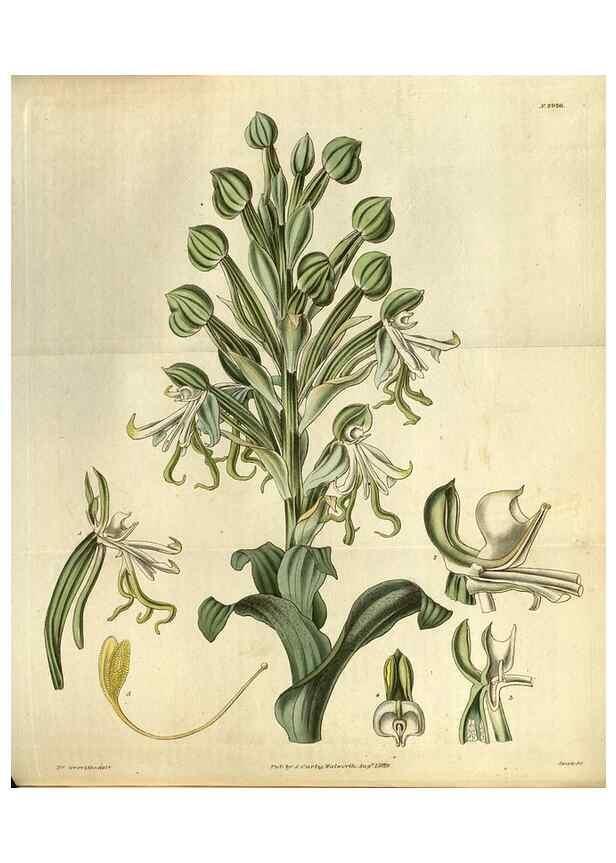 Reproducción/Reproduction 35248401775: Curtis's botanical magazine.. London ; New York [etc.] :Academic Press [etc.]