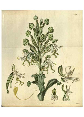 Reproducción/Reproduction 35248401775: Curtis's botanical magazine.. London ; New York [etc.] :Academic Press [etc.]