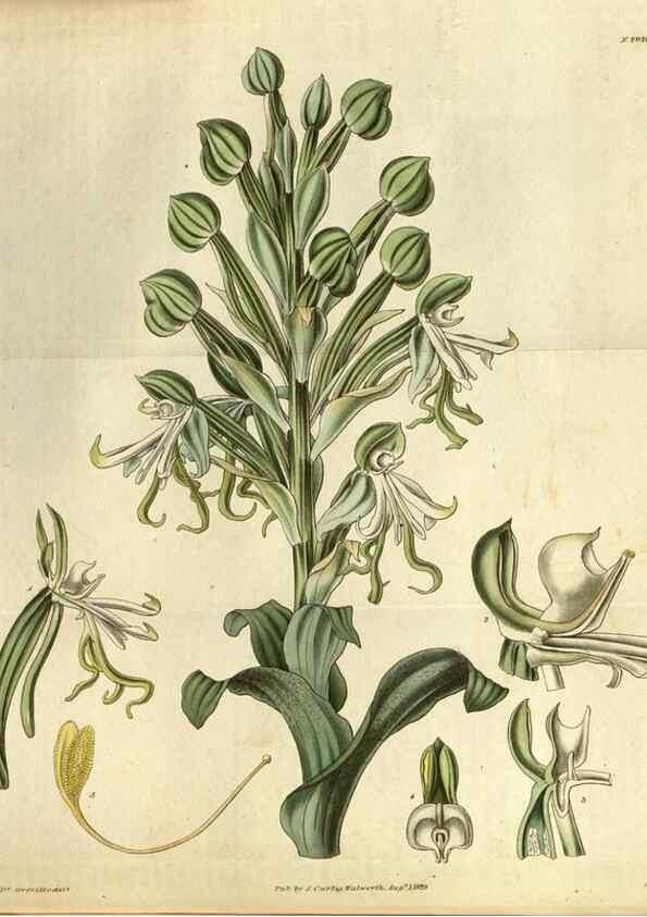 Reproducción/Reproduction 35248401775: Curtis's botanical magazine.. London ; New York [etc.] :Academic Press [etc.]