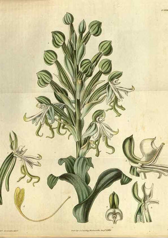 Reproducción/Reproduction 35248401775: Curtis's botanical magazine.. London ; New York [etc.] :Academic Press [etc.]