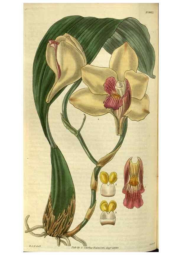 Reproducción/Reproduction 34404457594: Curtis's botanical magazine.. London ; New York [etc.] :Academic Press [etc.]