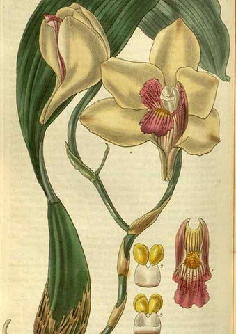 Reproducción/Reproduction 34404457594: Curtis's botanical magazine.. London ; New York [etc.] :Academic Press [etc.]