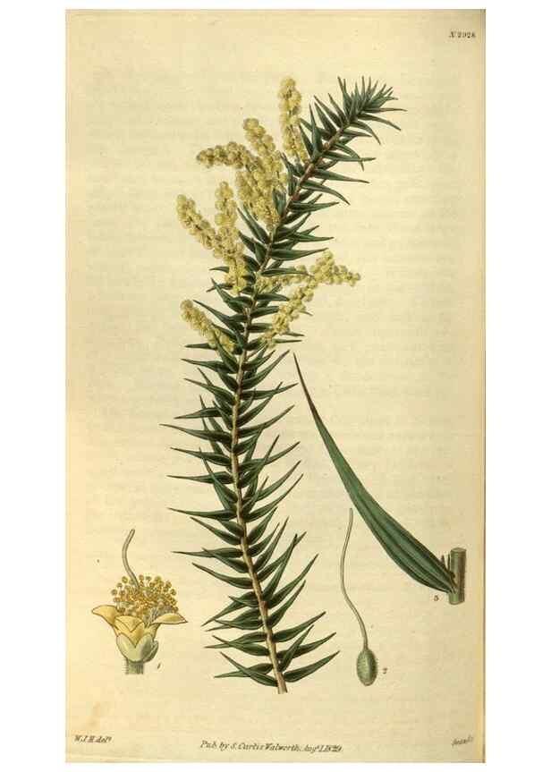 Reproducción/Reproduction 35248406205: Curtis's botanical magazine.. London ; New York [etc.] :Academic Press [etc.]