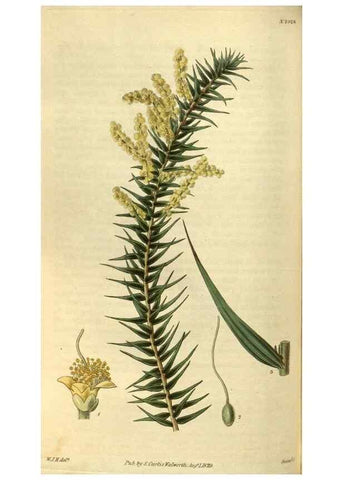 Reproducción/Reproduction 35248406205: Curtis's botanical magazine.. London ; New York [etc.] :Academic Press [etc.]