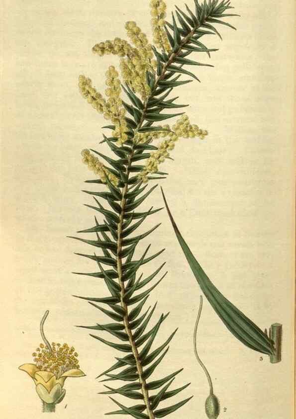Reproducción/Reproduction 35248406205: Curtis's botanical magazine.. London ; New York [etc.] :Academic Press [etc.]