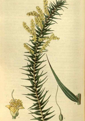 Reproducción/Reproduction 35248406205: Curtis's botanical magazine.. London ; New York [etc.] :Academic Press [etc.]