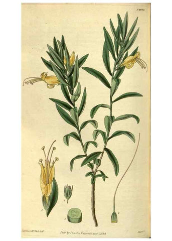 Reproducción/Reproduction 35248411965: Curtis's botanical magazine.. London ; New York [etc.] :Academic Press [etc.]