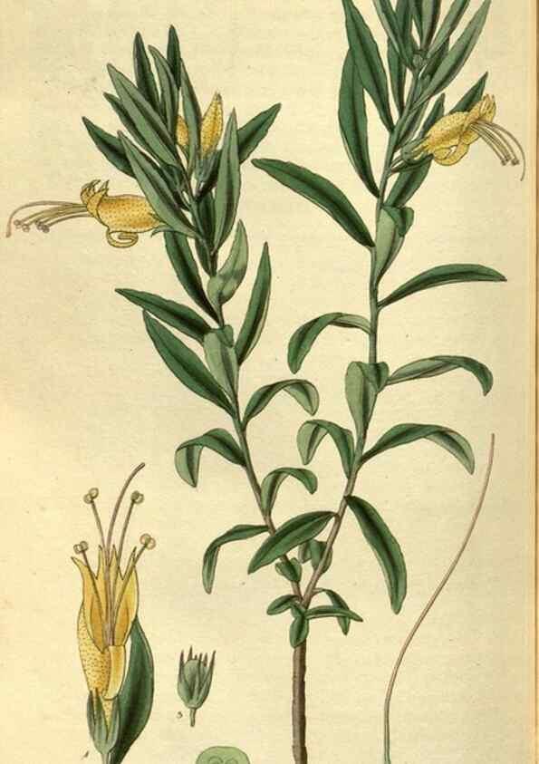 Reproducción/Reproduction 35248411965: Curtis's botanical magazine.. London ; New York [etc.] :Academic Press [etc.]
