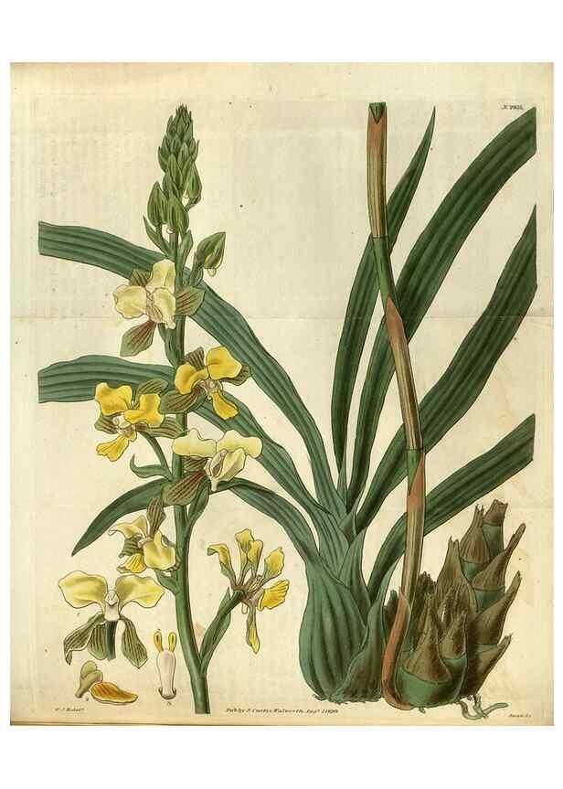 Reproducción/Reproduction 35248414145: Curtis's botanical magazine.. London ; New York [etc.] :Academic Press [etc.]