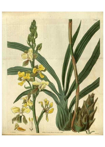 Reproducción/Reproduction 35248414145: Curtis's botanical magazine.. London ; New York [etc.] :Academic Press [etc.]