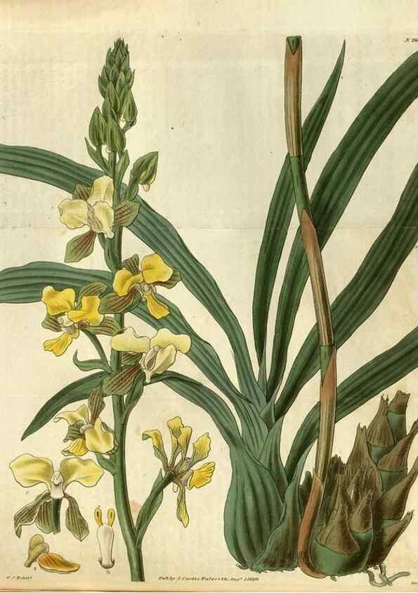 Reproducción/Reproduction 35248414145: Curtis's botanical magazine.. London ; New York [etc.] :Academic Press [etc.]