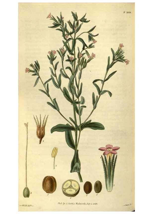 Reproducción/Reproduction 34404450874: Curtis's botanical magazine.. London ; New York [etc.] :Academic Press [etc.]