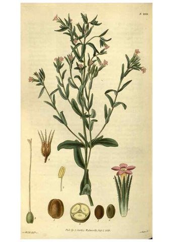 Reproducción/Reproduction 34404450874: Curtis's botanical magazine.. London ; New York [etc.] :Academic Press [etc.]