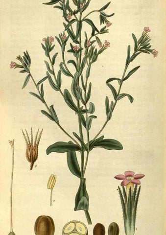 Reproducción/Reproduction 34404450874: Curtis's botanical magazine.. London ; New York [etc.] :Academic Press [etc.]