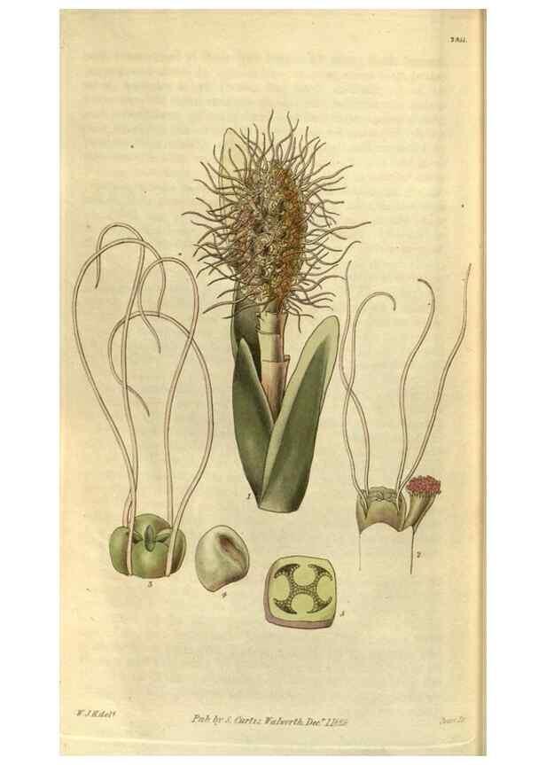 Reproducción/Reproduction 35118836051: Curtis's botanical magazine.. London ; New York [etc.] :Academic Press [etc.]