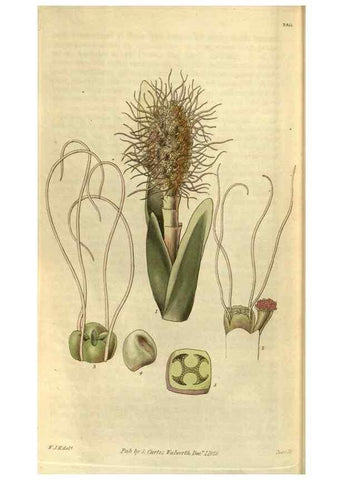 Reproducción/Reproduction 35118836051: Curtis's botanical magazine.. London ; New York [etc.] :Academic Press [etc.]