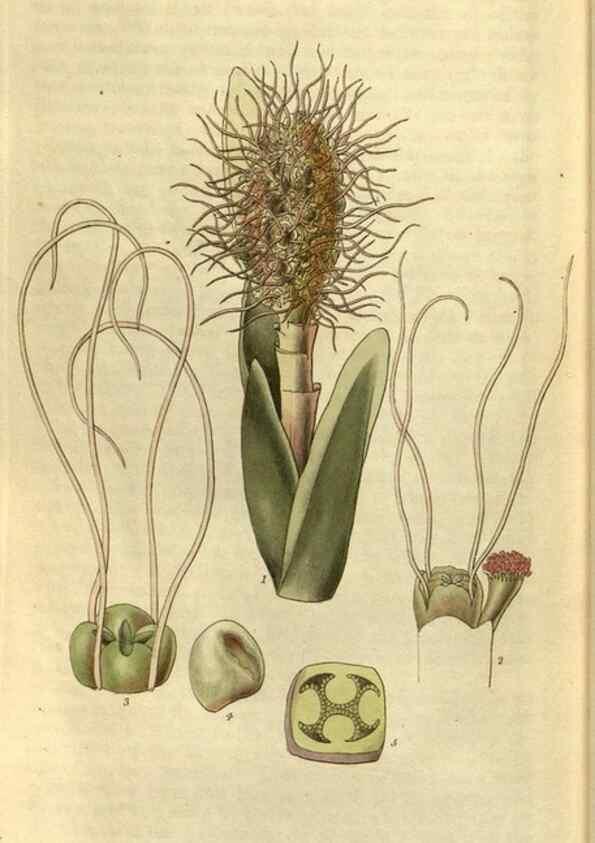 Reproducción/Reproduction 35118836051: Curtis's botanical magazine.. London ; New York [etc.] :Academic Press [etc.]