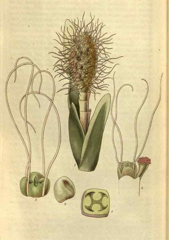 Reproducción/Reproduction 35118836051: Curtis's botanical magazine.. London ; New York [etc.] :Academic Press [etc.]