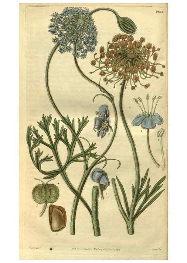 Reproducción/Reproduction 34439253083: Curtis's botanical magazine.. London ; New York [etc.] :Academic Press [etc.]
