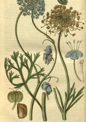 Reproducción/Reproduction 34439253083: Curtis's botanical magazine.. London ; New York [etc.] :Academic Press [etc.]