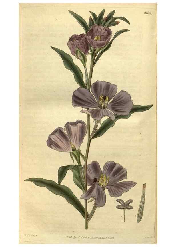 Reproducción/Reproduction 34404299444: Curtis's botanical magazine.. London ; New York [etc.] :Academic Press [etc.]