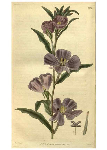 Reproducción/Reproduction 34404299444: Curtis's botanical magazine.. London ; New York [etc.] :Academic Press [etc.]