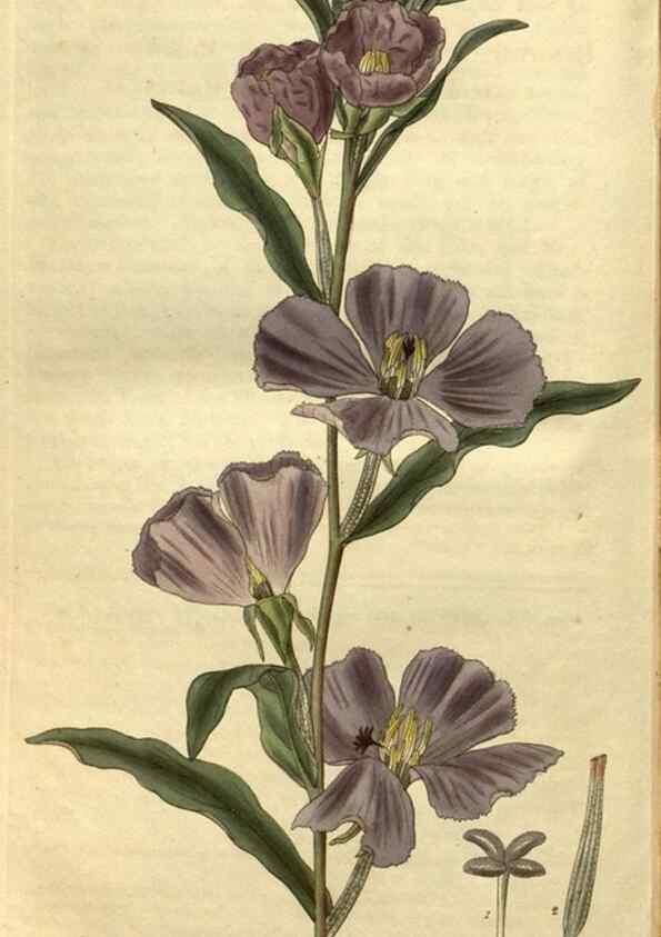 Reproducción/Reproduction 34404299444: Curtis's botanical magazine.. London ; New York [etc.] :Academic Press [etc.]