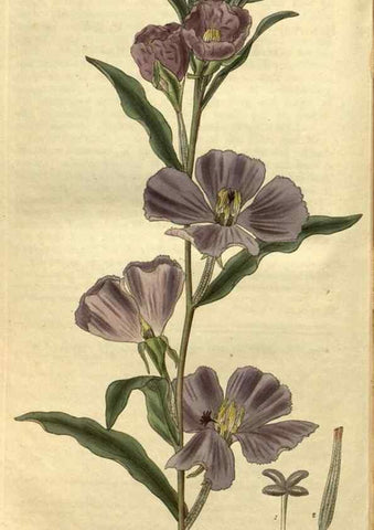 Reproducción/Reproduction 34404299444: Curtis's botanical magazine.. London ; New York [etc.] :Academic Press [etc.]