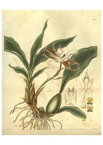 Reproducción/Reproduction 35248128305: Curtis's botanical magazine.. London ; New York [etc.] :Academic Press [etc.]