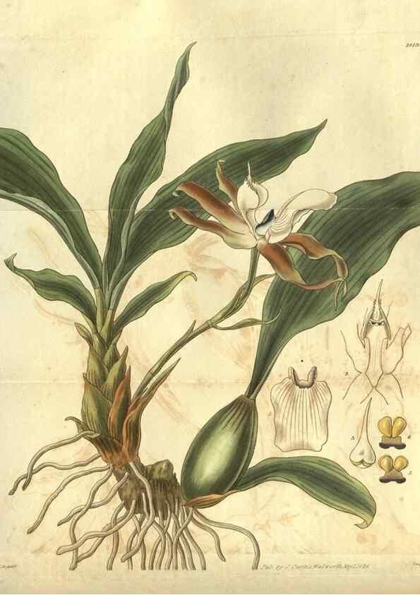 Reproducción/Reproduction 35248128305: Curtis's botanical magazine.. London ; New York [etc.] :Academic Press [etc.]