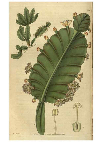 Reproducción/Reproduction 34439166053: Curtis's botanical magazine.. London ; New York [etc.] :Academic Press [etc.]