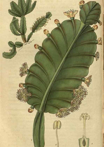 Reproducción/Reproduction 34439166053: Curtis's botanical magazine.. London ; New York [etc.] :Academic Press [etc.]