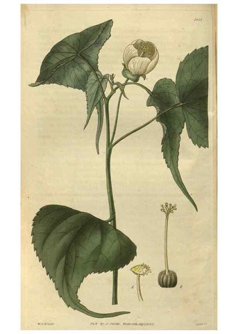 Reproducción/Reproduction 34439168233: Curtis's botanical magazine.. London ; New York [etc.] :Academic Press [etc.]