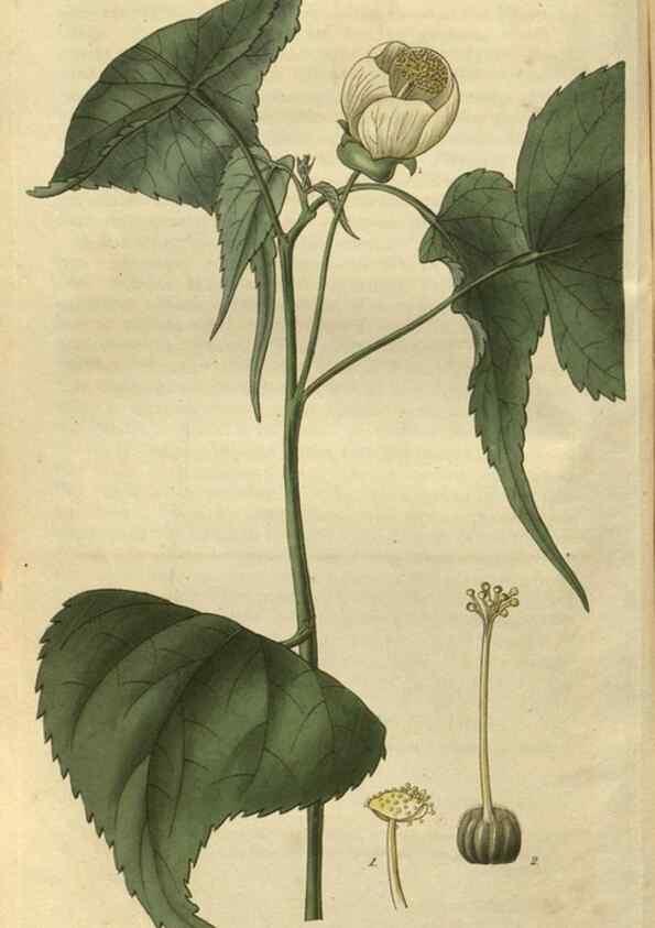 Reproducción/Reproduction 34439168233: Curtis's botanical magazine.. London ; New York [etc.] :Academic Press [etc.]