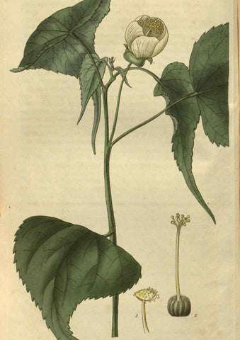 Reproducción/Reproduction 34439168233: Curtis's botanical magazine.. London ; New York [etc.] :Academic Press [etc.]