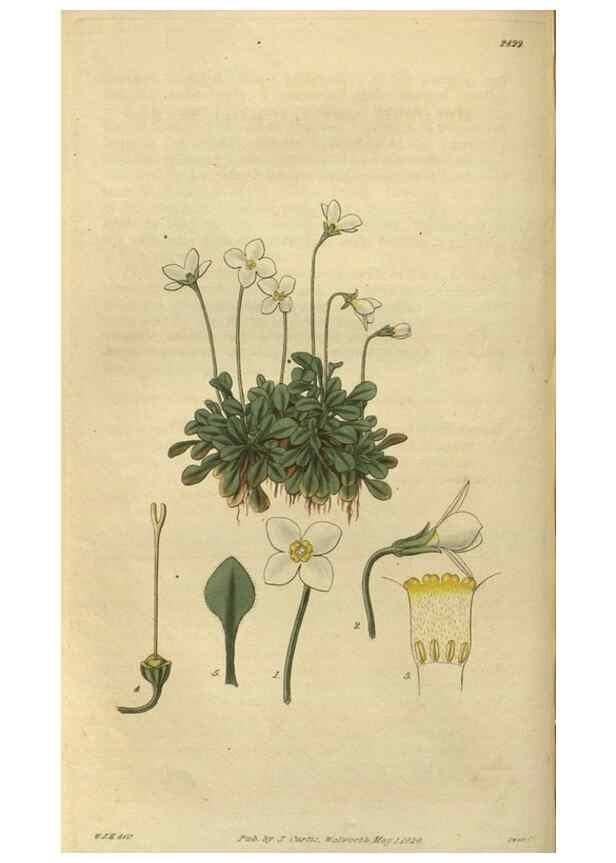 Reproducción/Reproduction 34861127120: Curtis's botanical magazine.. London ; New York [etc.] :Academic Press [etc.]