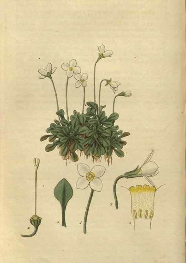 Reproducción/Reproduction 34861127120: Curtis's botanical magazine.. London ; New York [etc.] :Academic Press [etc.]