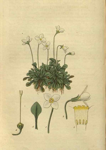 Reproducción/Reproduction 34861127120: Curtis's botanical magazine.. London ; New York [etc.] :Academic Press [etc.]