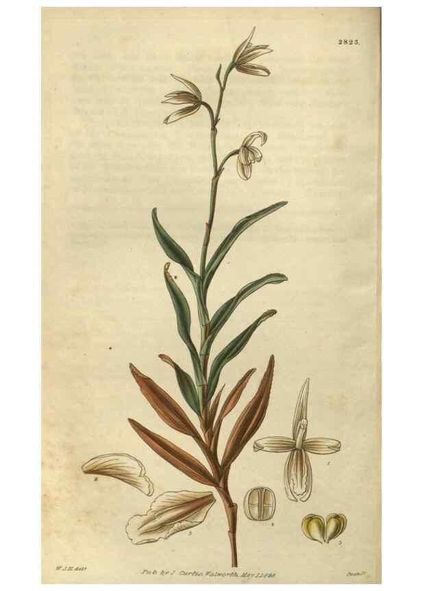Reproducción/Reproduction 34861128350: Curtis's botanical magazine.. London ; New York [etc.] :Academic Press [etc.]