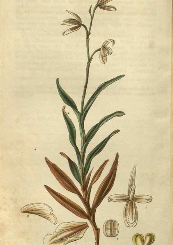 Reproducción/Reproduction 34861128350: Curtis's botanical magazine.. London ; New York [etc.] :Academic Press [etc.]