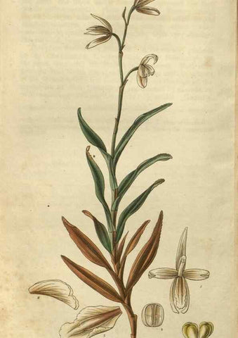 Reproducción/Reproduction 34861128350: Curtis's botanical magazine.. London ; New York [etc.] :Academic Press [etc.]