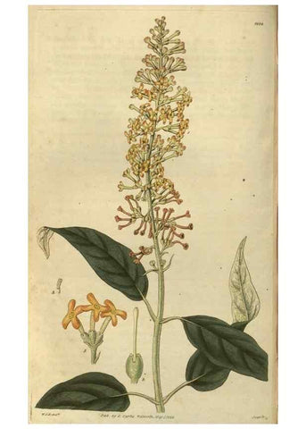 Reproducción/Reproduction 34861130050: Curtis's botanical magazine.. London ; New York [etc.] :Academic Press [etc.]