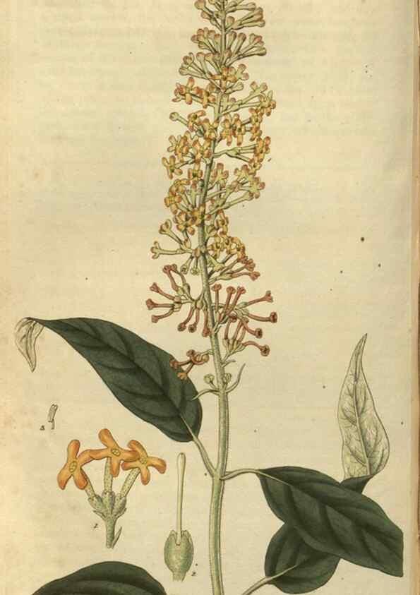Reproducción/Reproduction 34861130050: Curtis's botanical magazine.. London ; New York [etc.] :Academic Press [etc.]
