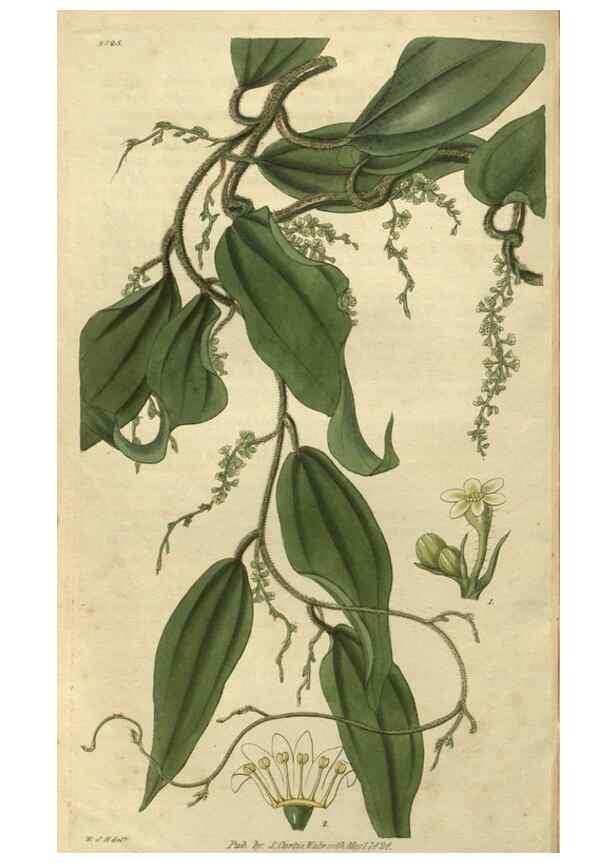 Reproducción/Reproduction 34861132950: Curtis's botanical magazine.. London ; New York [etc.] :Academic Press [etc.]