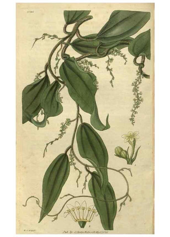 Reproducción/Reproduction 34861132950: Curtis's botanical magazine.. London ; New York [etc.] :Academic Press [etc.]