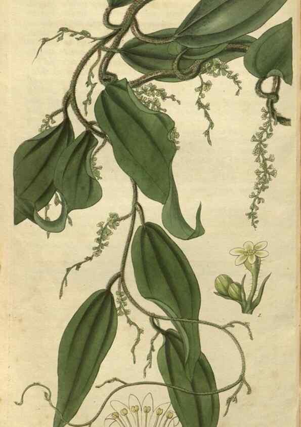 Reproducción/Reproduction 34861132950: Curtis's botanical magazine.. London ; New York [etc.] :Academic Press [etc.]