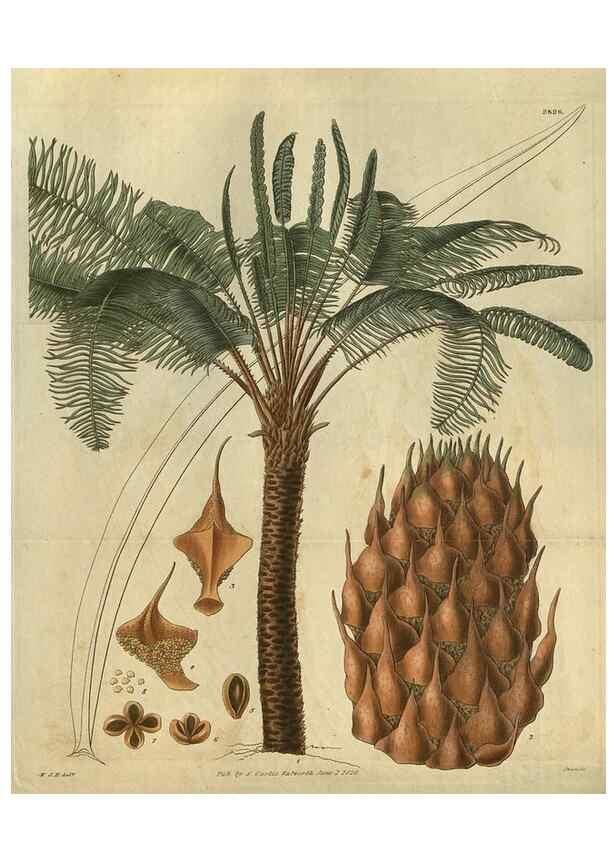 Reproducción/Reproduction 34861135480: Curtis's botanical magazine.. London ; New York [etc.] :Academic Press [etc.]